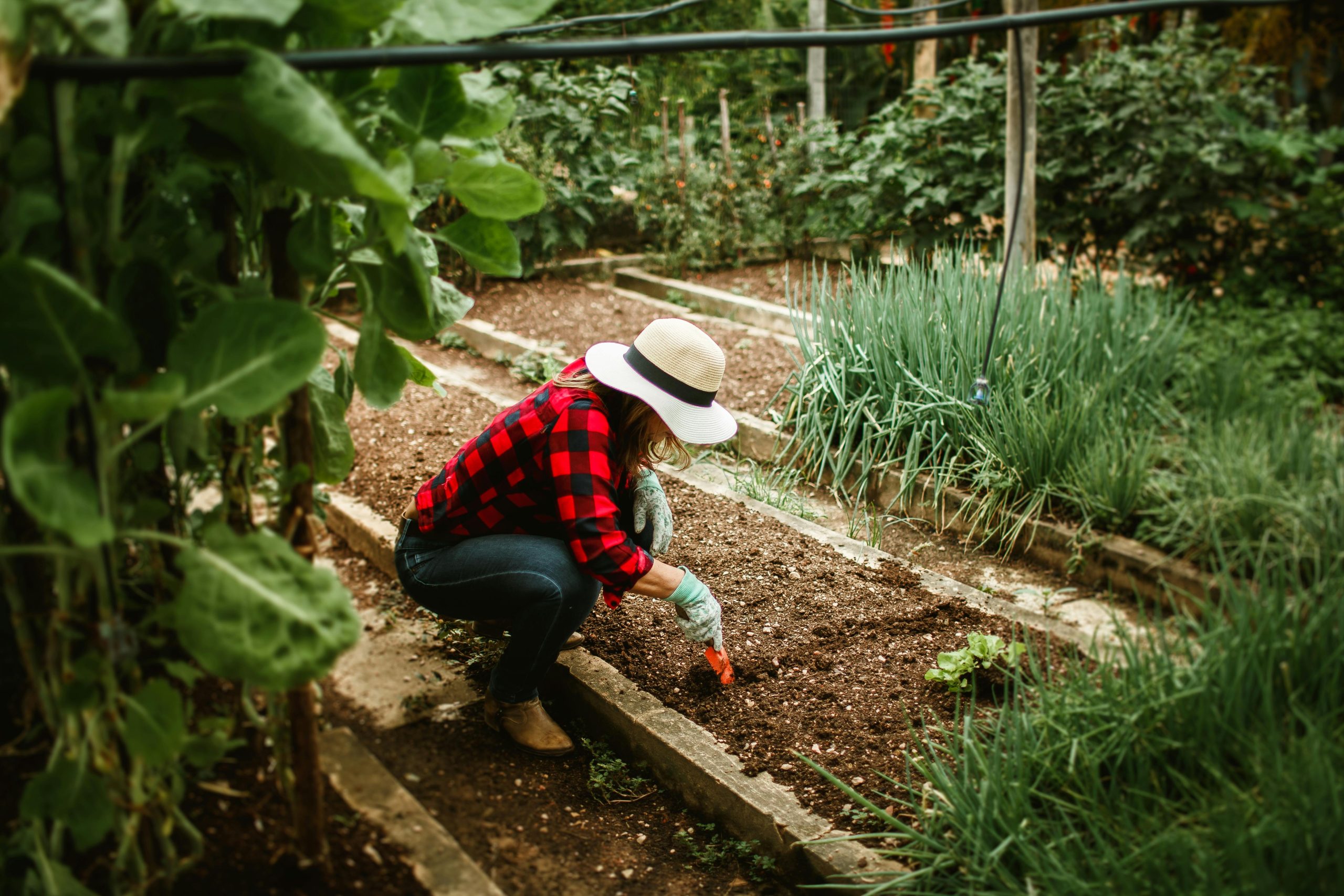 homesteading