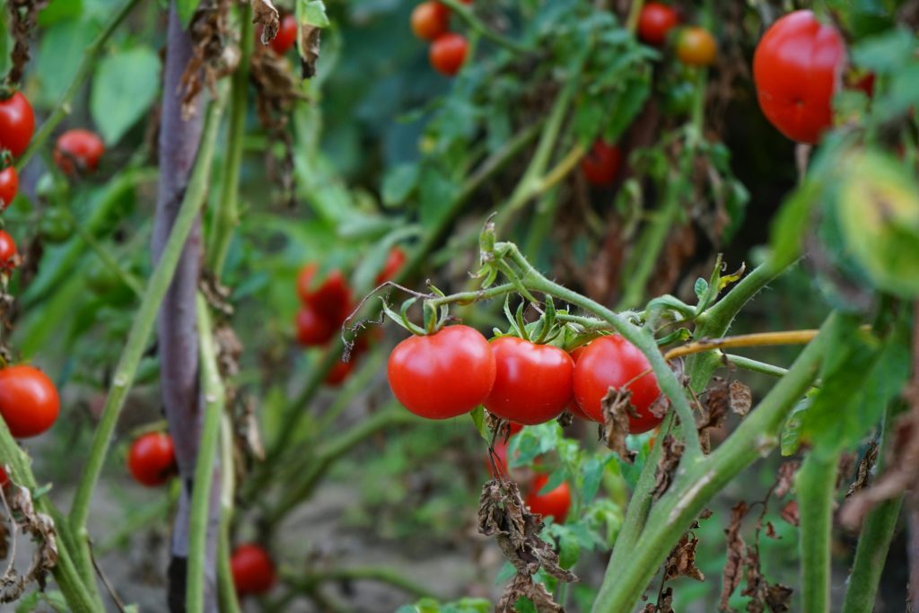 Tomato Gardening For Beginners