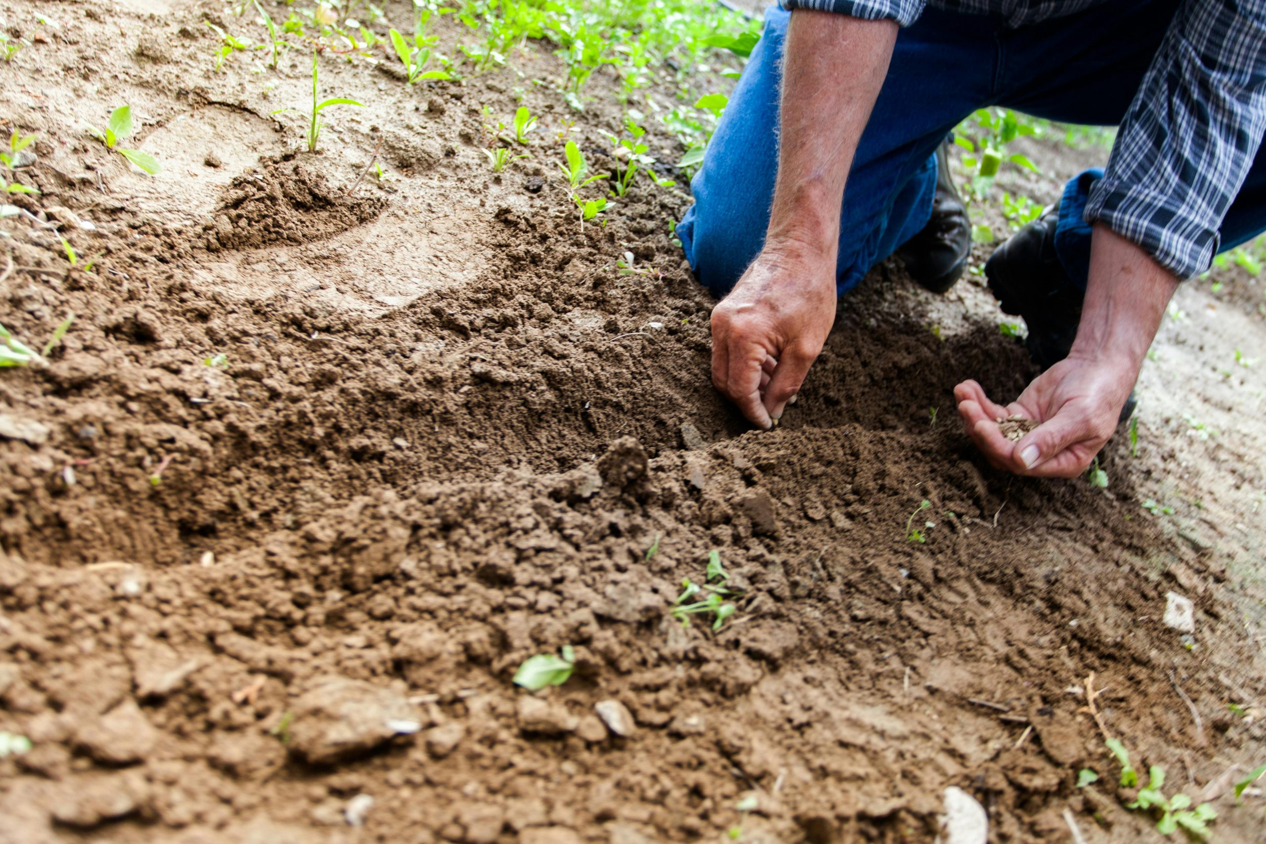 gardening for beginners